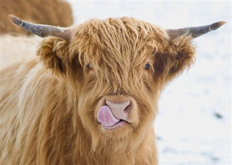 Licky Cow Highland Cow Photographic Print Made In Yorkshire