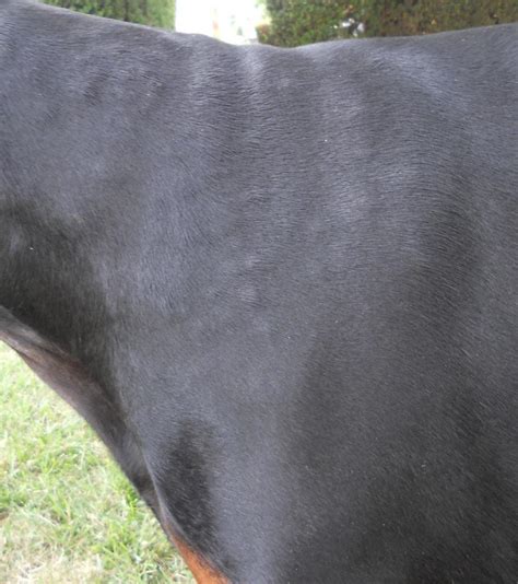 Over 20 Bumps On His Upper Back Doberman Forum Doberman Breed Dog