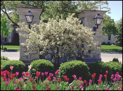 Be aware, your crabapple tree may become a banquet for wildlife in winter, when food is scarce or excellent for smaller gardens and as a specimen plant, malus sargentii 'tina' (sargent crabapple) is a dwarf a very pretty landscape tree, malus sargentii (sargent crabapple) is a dwarf, deciduous. TINA CRAB - Hinsdale Nurseries