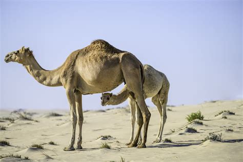 Baby Kamel Glück In Katar Reiseberichte Reisetipps And Reportagen