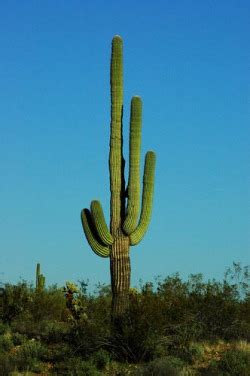 Each of these adaptations allow the plant to collect and store water more efficiently in an environment where water is scarce. The Saguaro Cactus - All About Deserts