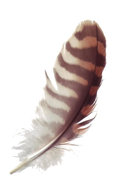 Feather Png Transparent Images Png All