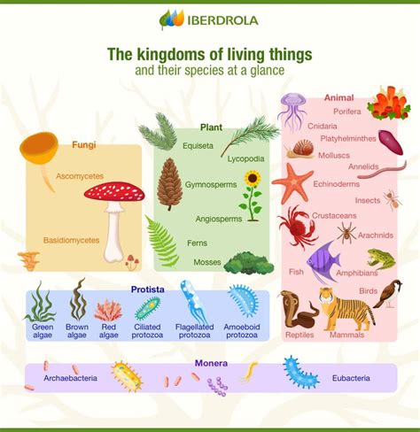 Biology 5 Kingdoms Of Living Things Classification Iberdrola In 2021