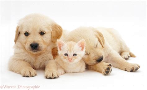Pets Golden Retriever Pup With Cream Kitten Photo Wp26214