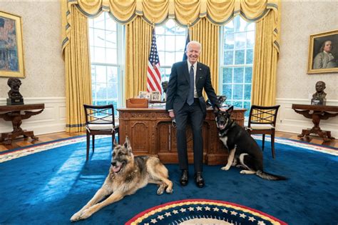 Adiós A La Casa Blanca Los Perros Del Presidente Biden Se Van A