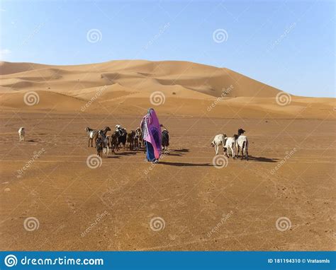 Desert Wasteland Sand Dune Sahara Stock Photo Image Of Animal