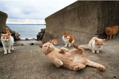 une île japonaise magique peuplée de centaines de chats en liberté cocktail