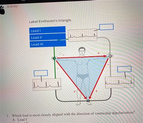 Solved Activity Label Einthovens Triangle Lead 1 Lead 11