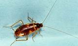 Pictures of Uk Cockroach