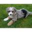 Pin By Cathy Downey On Bowie MY Aussiedoodle  Puppies New Puppy