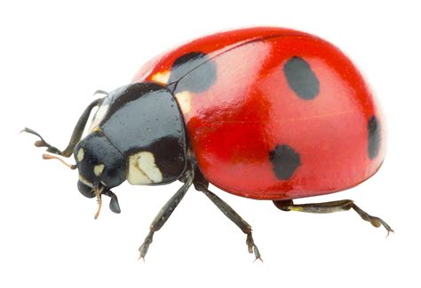 Ladybird Ladybug Png Download 17001168 Free Transparent Ladybird