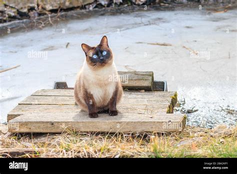 Siamese Pond Hi Res Stock Photography And Images Alamy