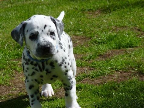 Don't miss what's happening in your neighborhood. Dalmatian Puppies For Sale | New York, NY #261689