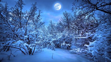 Snow Forest Night Wallpapers Top Free Snow Forest Night