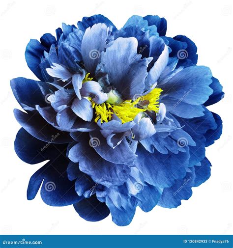 Blue Peony Flower With Yellow Stamens On An Isolated White Background