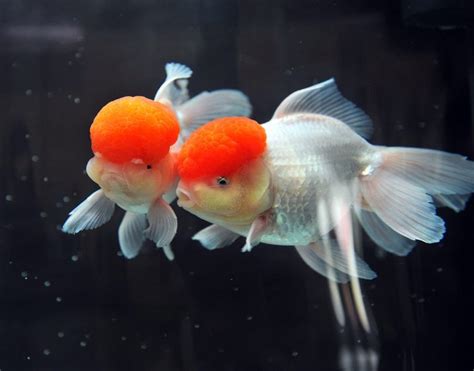Oranda Goldfish Pictures Care Guide Varieties Lifespan And More Pet