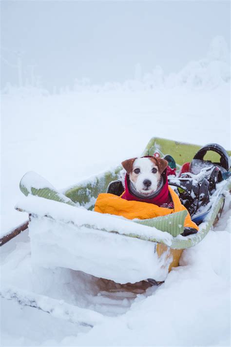 Cutest Jack Russel Sledding In Salla Puppy Dog Under The Covers Cold