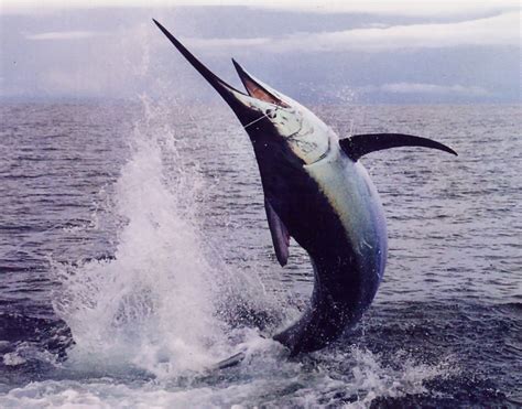 Fishing In Indonesia Marlin Become A Target In Trolling Fishing