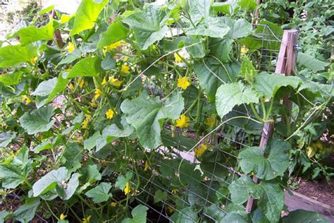 A baling twine trellis could be that next project for you if you are growing awesomely tall and heavy peas. Pack-For-Survival: Beans, Peas and Cucumbers