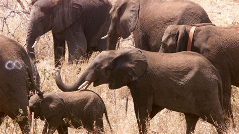 Report Mozambique Loses Nearly 10000 Elephants To Poachers