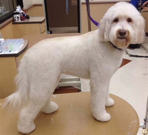 This style is typically the same length the poodle cut was originally used for poodles, hence the name! Types of goldendoodle haircuts - Goldendoodle lamb cut ...