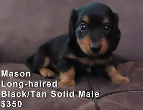 (812)264 6924 to make him yours. AKC Miniature Dachshund Puppies---Ready July 30th for Sale ...