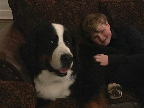 Danville Glynns A Boy And His Big Dog