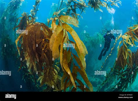 Giant Kelp Forest Tasmania Hi Res Stock Photography And Images Alamy