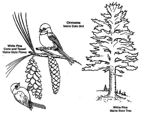 December 9, 2015 by sandy allnock 35 comments filed i've posted a number of my pieces on my society6 page; Learn About Chickadee Coloring Page - Download & Print ...