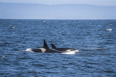Killer Whale Pod Monterey California Pod Of Orcas Marine Flickr