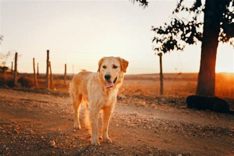 Otitis En Perros Una Enfermedad T Pica Del Verano Que Debes Conocer Zona Mascota