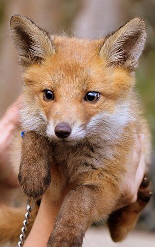 Baby Foxes Foxes And Babies On Pinterest