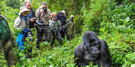 Why You Need To See Africas Mountain Gorillas In Uganda Sima Safari
