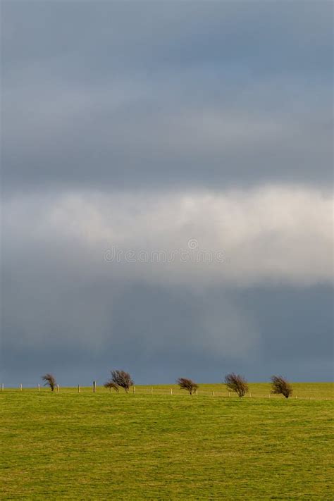 A Row Of Trees In A Field With A Stormy Sky Overhead Stock Image