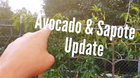 Avocado And Sapote Update 02 28 15 High Density Espalier Gardener Youtube