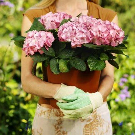 Decades ago i grew good canes and other begonias in a simple soilless mix of peat moss, perlite and vermiculite. How to Grow Begonias in Pots | Home Guides | SF Gate