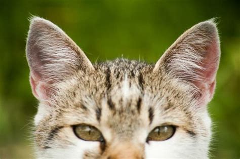 How To Tell If A Cat Has Ear Mites Vet Reviewed Signs And Faqs Pet Arenas