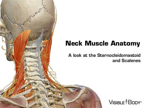 Neck Muscle Diagram Muscles Anatomy Physiology Health Fitness