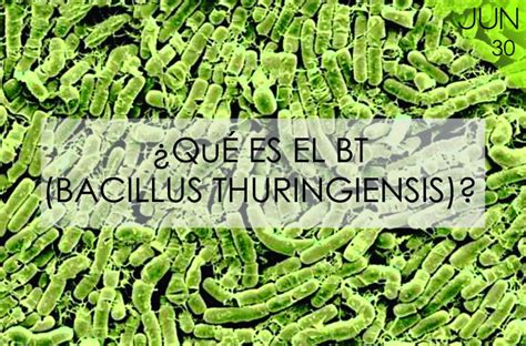 ¿qué Es El Bt Bacillus Thuringiensis Celuz Agro