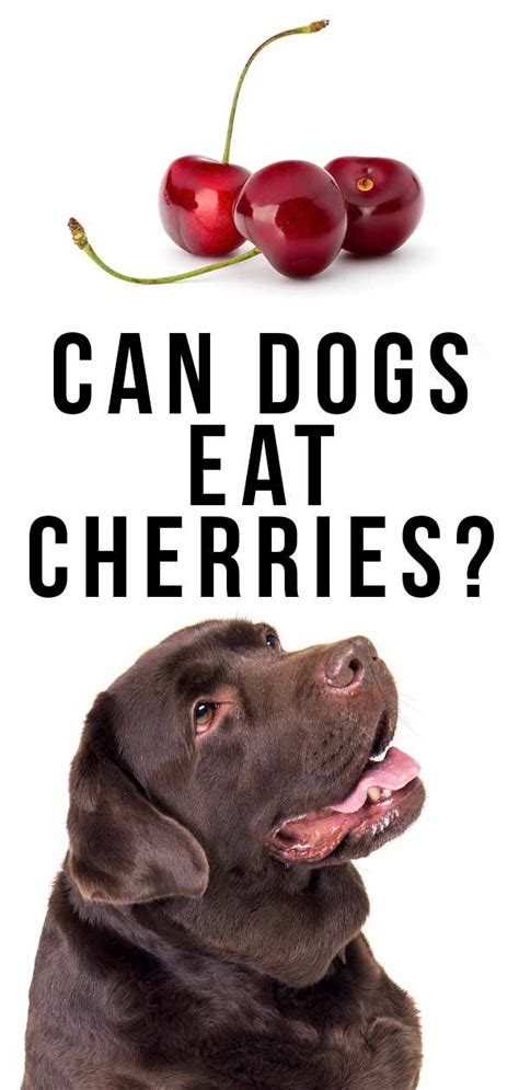 Although it is believed to originated in an area extending from southern mexico into or through central america, the origin of it is not known certainly. can dogs eat cherries? | Can dogs eat, Dog eating, Dogs
