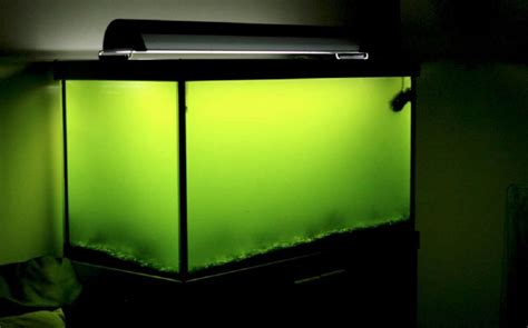 Green Water In Fish Tank Why Is Your Aquarium Water Turning Green