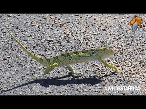 What Does a Flap Neck Chameleon Look Like? - YouTube