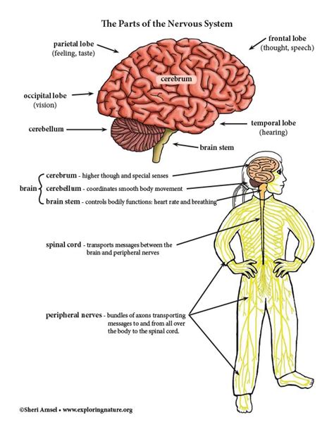 The brain is a complex organ that controls thought, memory, emotion, touch, motor skills, vision, breathing, temperature, hunger and every process that regulates our body. Nervous System Parts - Diagram