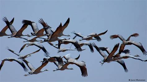 Păsări On Air Sau Cum Se întorc Păsările Călătoare Europa Fm