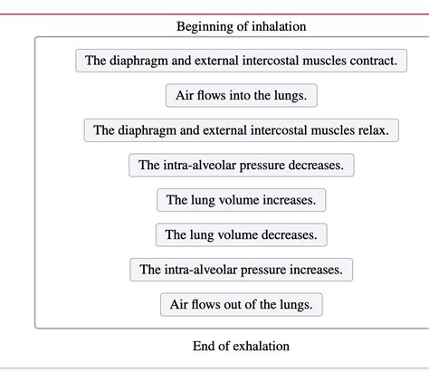 Solved Beginning Of Inhalation The Diaphragm And External Chegg Com