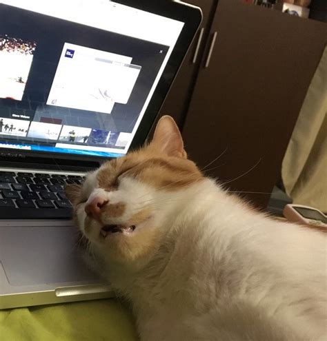 On The Internet Nobody Knows That Your Cat Fell Asleep On Your Laptop