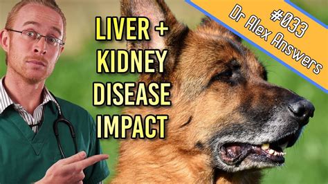 Liver And Kidney Disease In Dogs Early Treatment Really Helps Dog