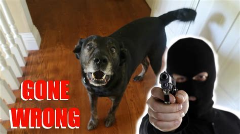Burglar Prank On My Dog Gone Wrong Youtube