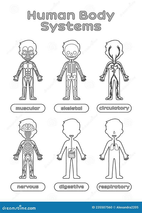 Human Body Systems Clipart Black And White