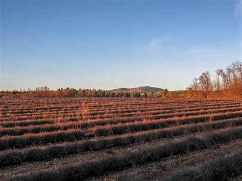 Provancal Landscape At Sunset Time In Winter Provence Southern France